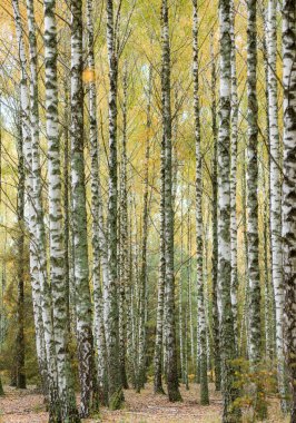 Bir sürü güzel ağacı olan huş ağacı.