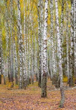 Bir sürü güzel ağacı olan huş ağacı.