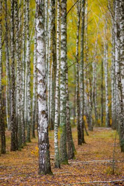 Bir sürü güzel ağacı olan huş ağacı.