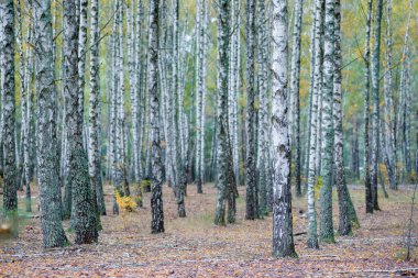 Bir sürü güzel ağacı olan huş ağacı.