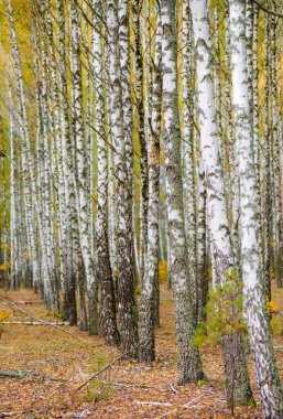Bir sürü güzel ağacı olan huş ağacı.