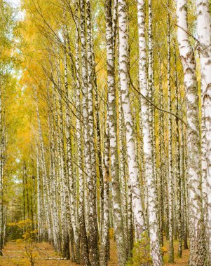 Bir sürü güzel ağacı olan huş ağacı.