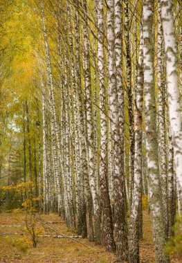 Bir sürü güzel ağacı olan huş ağacı.