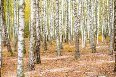 Bir sürü güzel ağacı olan huş ağacı.