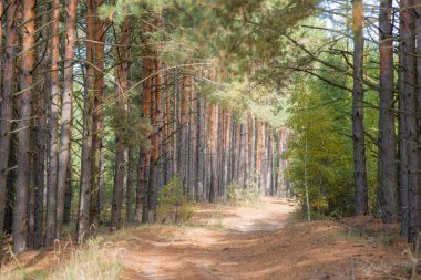 Kozalaklı kozalaklı çam ağaçları ve yerdeki dallardan gelen turuncu iğneler.