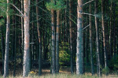 Kozalaklı kozalaklı çam ağaçları ve yerdeki dallardan gelen turuncu iğneler.