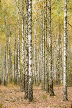 Bir sürü güzel ağacı olan huş ağacı.
