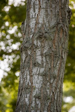 Ağaç gövdesi yapraklarla ve dallarla Yaşlı ve genç ağaç kabuğuyla bir ağacın parçası