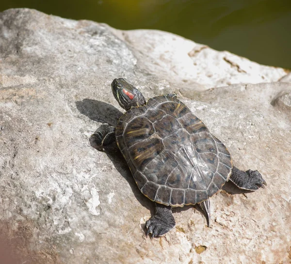 Een Schildpad Een Steen Ligt Zonnebaden Bij Een Vijver — Stockfoto