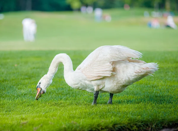 緑の芝生の上の非常に美しい白い白鳥のニブル草 — ストック写真