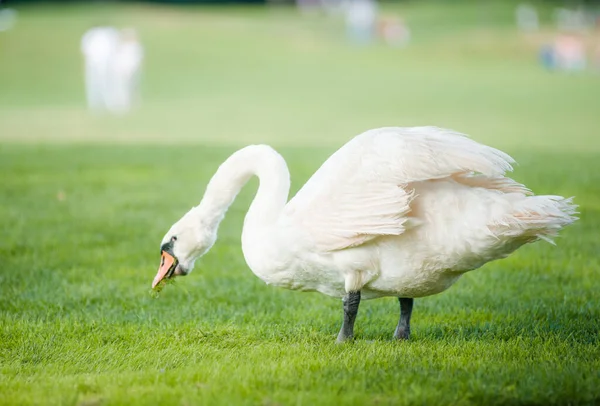 Çok güzel beyaz bir kuğu yeşil çimenleri kemiriyor.