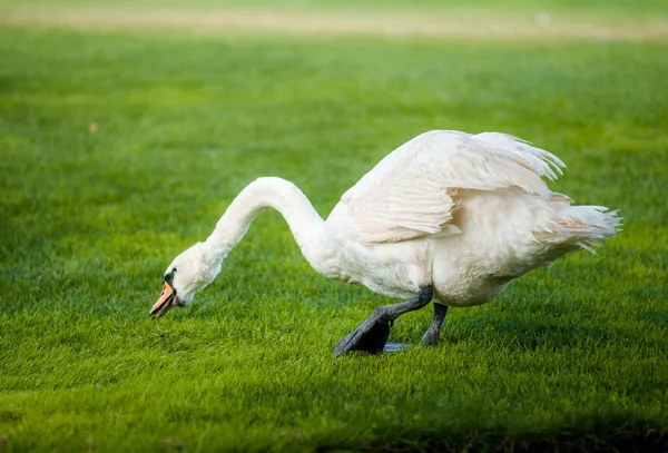 緑の芝生の上の非常に美しい白い白鳥のニブル草 — ストック写真