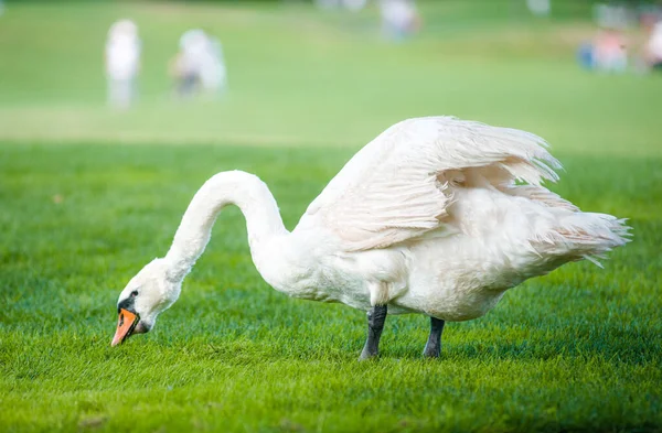 Çok güzel beyaz bir kuğu yeşil çimenleri kemiriyor.