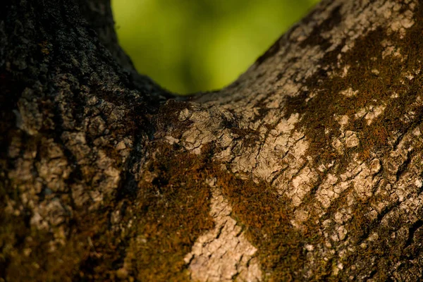 Tronco Árbol Con Hojas Ramas Desnudas Parte Árbol Con Corteza —  Fotos de Stock