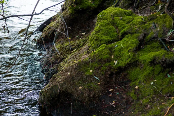 苔と水が川のほとり苔の土の上に青い水の上にある緑の苔の丘 — ストック写真