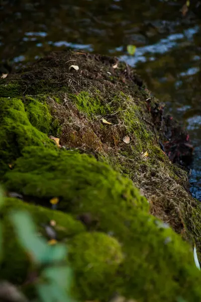 Mech Voda Břehu Řeky Mechu Půdy Velmi Krásná Zelená Mech — Stock fotografie