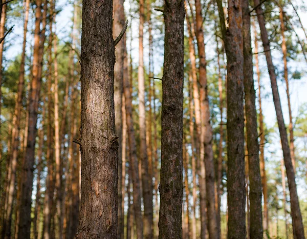 Árvores Floresta Pinheiro Com Olhar Conífero Com Agulhas Laranja Ramos — Fotografia de Stock