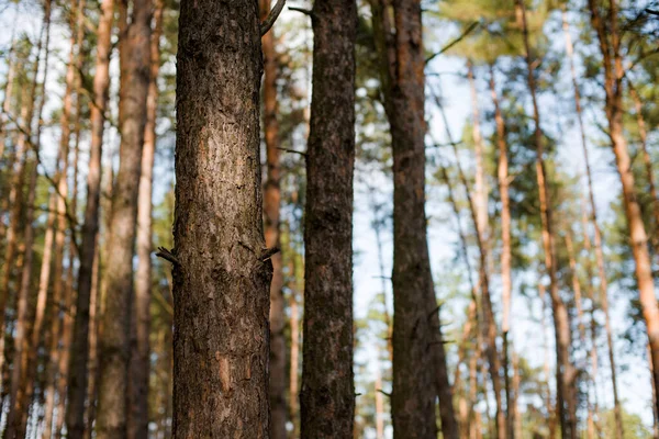 Árvores Floresta Pinheiro Com Olhar Conífero Com Agulhas Laranja Ramos — Fotografia de Stock