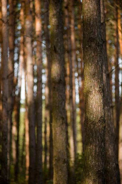 Árvores Floresta Pinheiro Com Olhar Conífero Com Agulhas Laranja Ramos — Fotografia de Stock