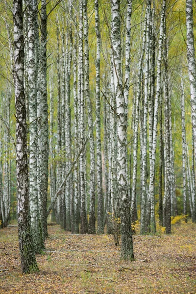 Bir sürü güzel ağacı olan huş ağacı.