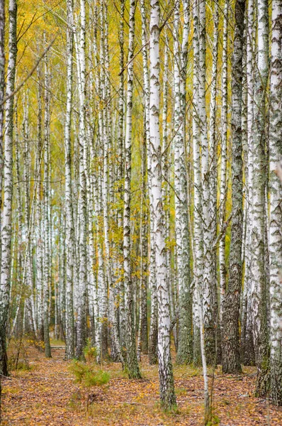 Bir sürü güzel ağacı olan huş ağacı.