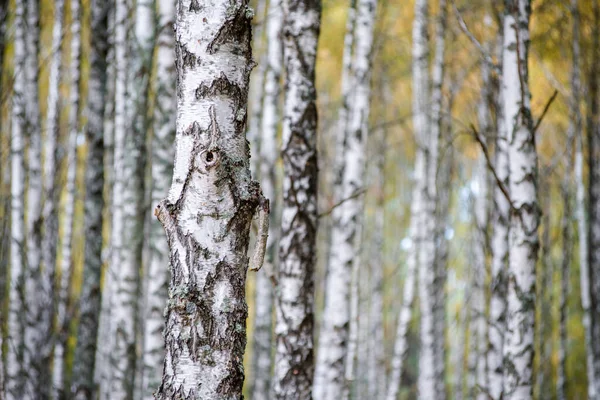 Bir sürü güzel ağacı olan huş ağacı.