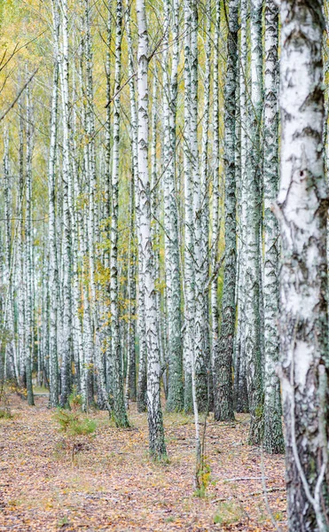 Bir sürü güzel ağacı olan huş ağacı.