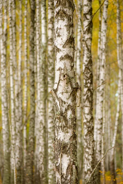 Bir sürü güzel ağacı olan huş ağacı.