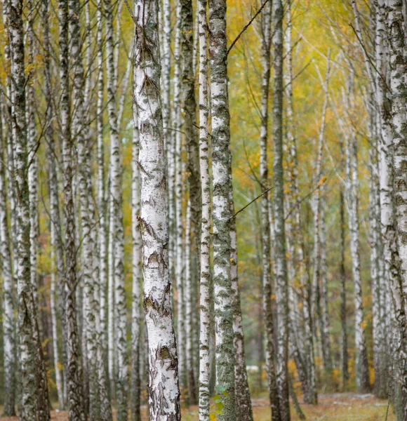 Bir sürü güzel ağacı olan huş ağacı.