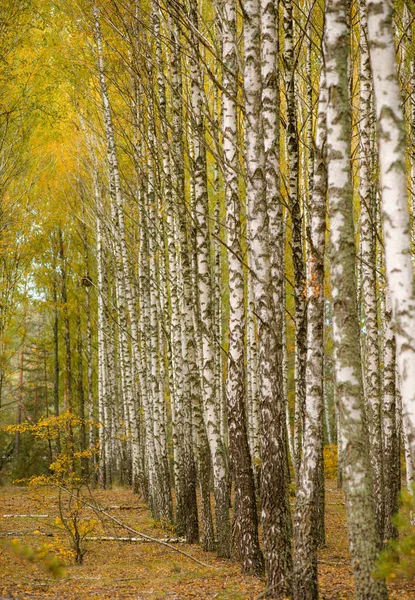 Bir sürü güzel ağacı olan huş ağacı.