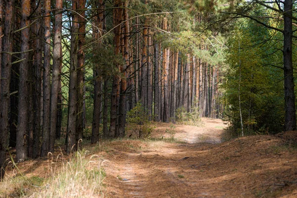 Kozalaklı kozalaklı çam ağaçları ve yerdeki dallardan gelen turuncu iğneler.