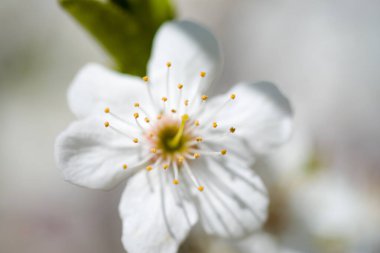 Beyaz çiçek, kiraz çiçekleri güzel açan bahar yeşillik ve neşe müjdecisi