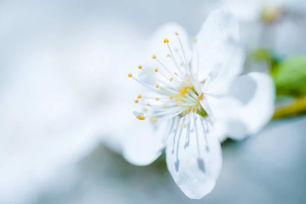 Flor Branca Flores Cereja Bela Primavera Florescendo Prenúncio Vegetação Alegria — Fotografia de Stock