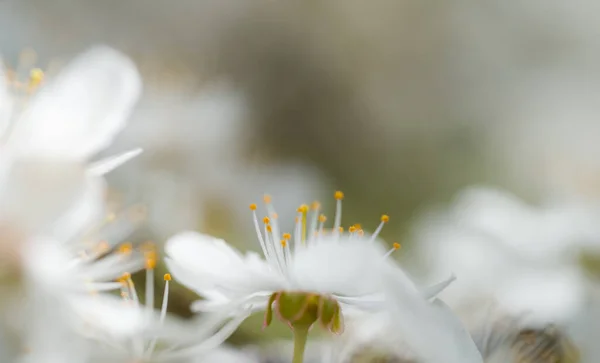 Белый Цветок Вишня Цветет Красивая Цветущая Весна Предвестник Зелени Радости — стоковое фото