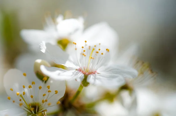 Flor Blanca Flores Cerezo Hermosa Primavera Floreciente Presagio Vegetación Alegría —  Fotos de Stock