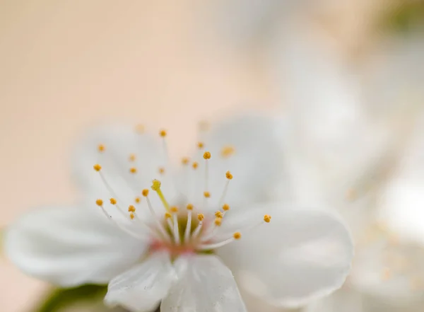 Flor Blanca Flores Cerezo Hermosa Primavera Floreciente Presagio Vegetación Alegría —  Fotos de Stock