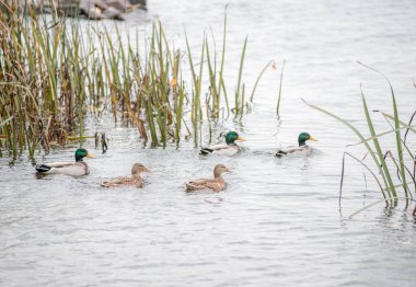 Bu fotoğraf, suda huzur içinde yüzen bir grup ördek ve drake 'i gösteriyor. Ördekler kahverengi, drenler parlak yeşil ve mavi. Ses çıkarmadan yavaşça ve sorunsuzca yüzüyorlar. Hava sakin ve huzurlu..