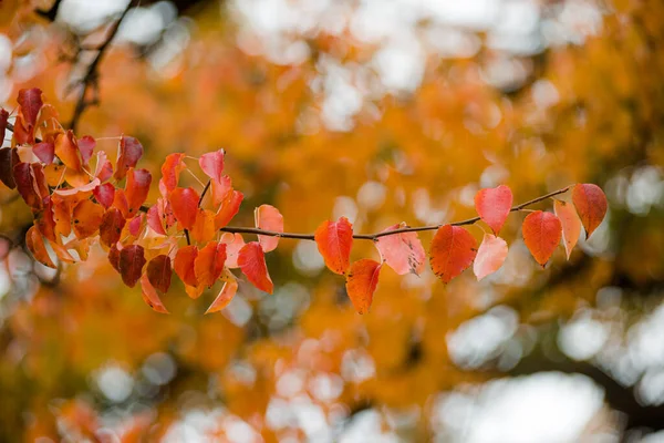 枝や木の黄緑色の紅葉は 大きさや花の色合いがとても美しいです — ストック写真