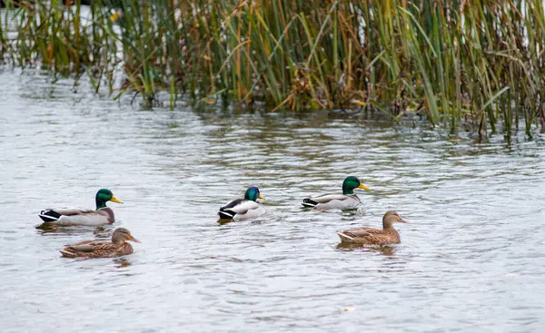 This photo shows a group of ducks and drakes swimming peacefully on the water. The ducks are brown, and the drakes are bright green and blue. They swim slowly and smoothly, without making a sound. The air is still and peaceful.