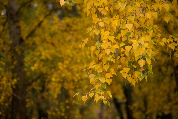 枝や木の黄緑色の紅葉は 大きさや花の色合いがとても美しいです — ストック写真