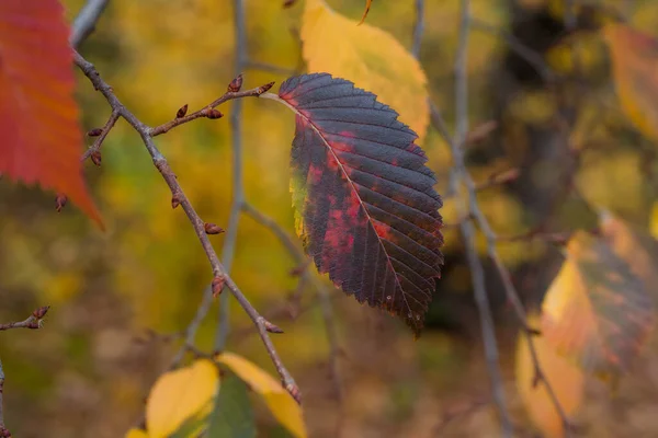 枝や木の黄緑色の紅葉は 大きさや花の色合いがとても美しいです — ストック写真