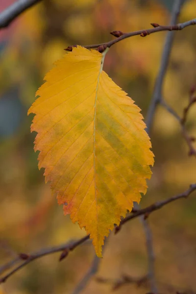Yellow Green Autumn Leaves Branches Trees Very Beautiful Different Sizes — Stock Photo, Image