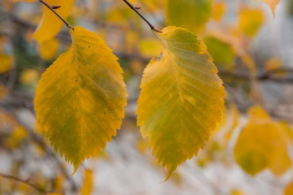 Желто Зеленые Осенние Листья Ветвях Деревьях Красивы Разных Размерах Оттенках — стоковое фото