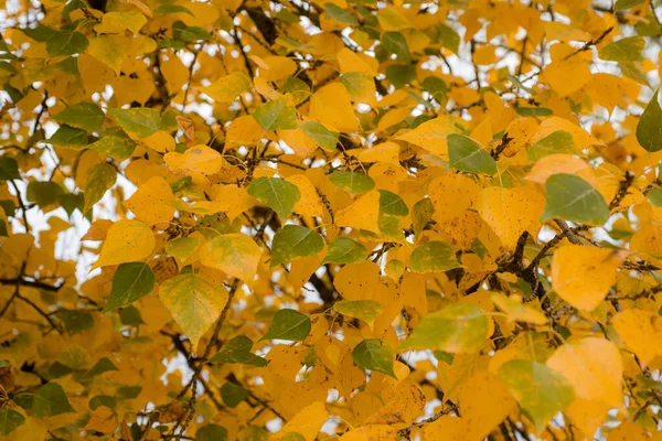 Желто Зеленые Осенние Листья Ветвях Деревьях Красивы Разных Размерах Оттенках — стоковое фото