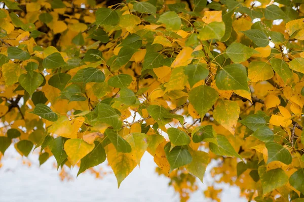 枝や木の黄緑色の紅葉は 大きさや花の色合いがとても美しいです — ストック写真