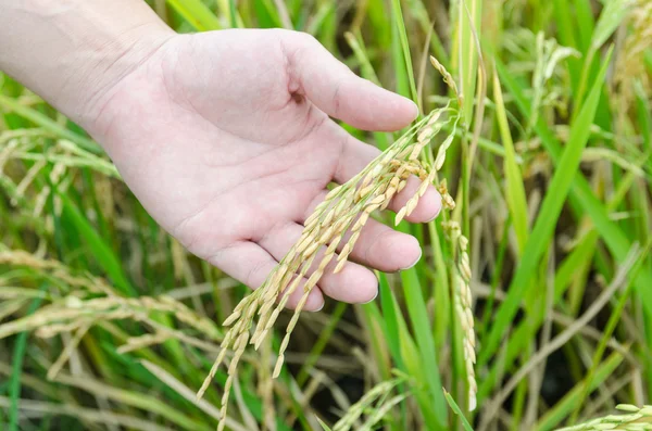 Hand showing rice in rice field — Stock Photo, Image