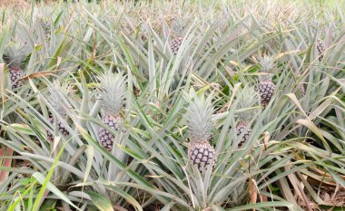 ananas tropikal meyve alanı.