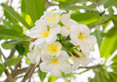 tropik çiçekler frangipani
