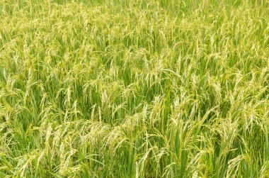 Pirinç tarlasında pirinç bitkisi