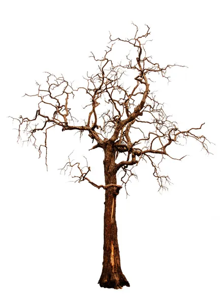 Old and dead tree isolated on white background — Stock Photo, Image